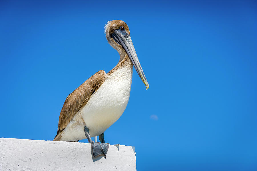 Pelican Photograph by Daniel Murphy