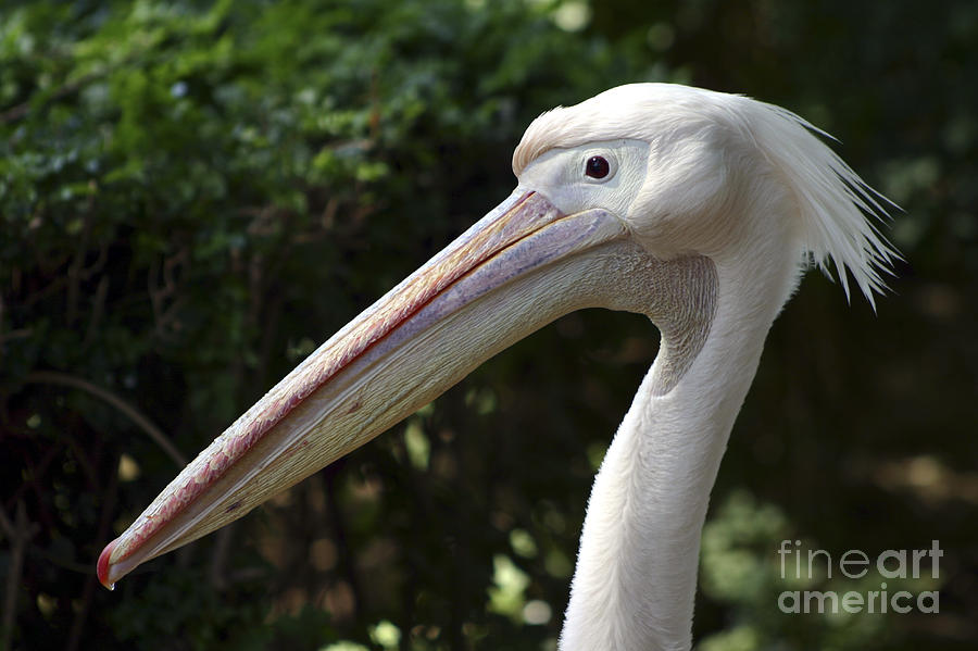 Pelican Photograph - Pelican  by Danny Yanai