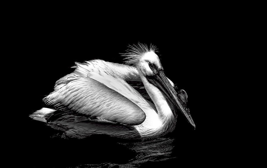Pelican-dark Photograph by Charlotte Sevigny - Fine Art America