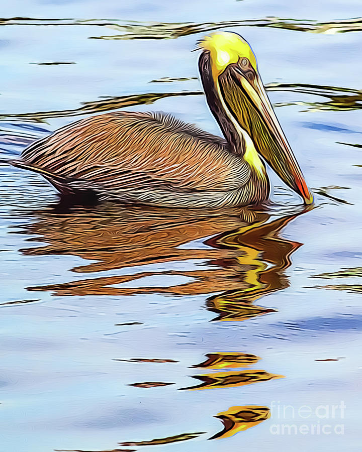 Pelican Photograph - Pelican by David Lane
