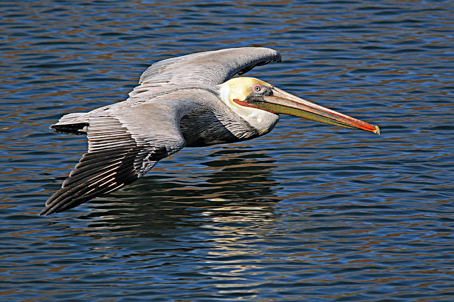 Pelican Photograph by Diana Douglass