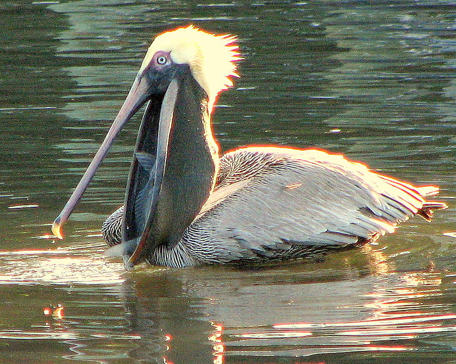 Pelican Dinner Photograph by T Guy Spencer