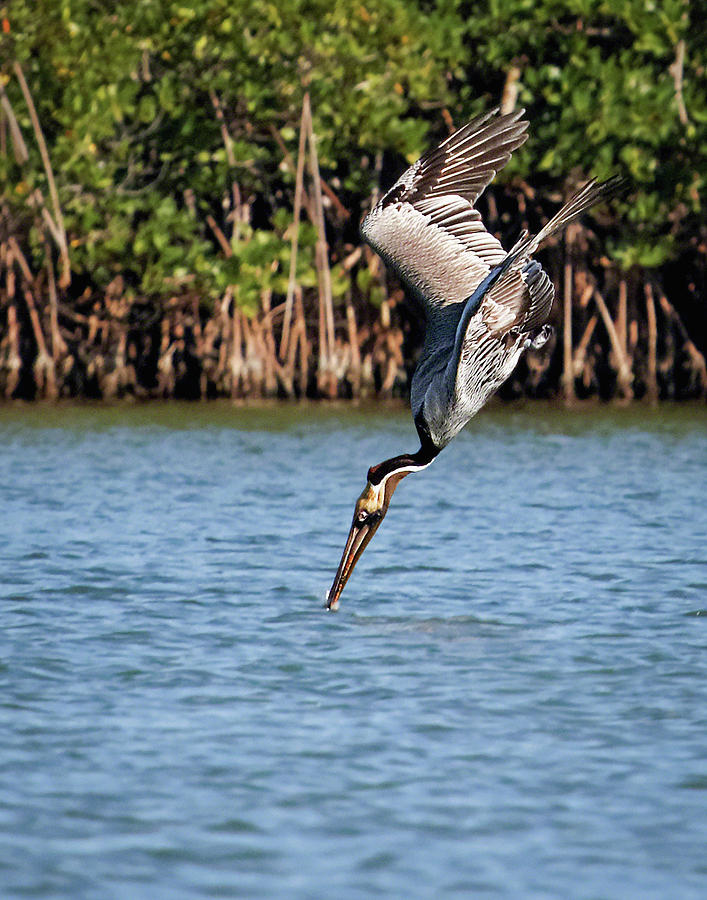Pelican Dive Photograph by Dawn Currie