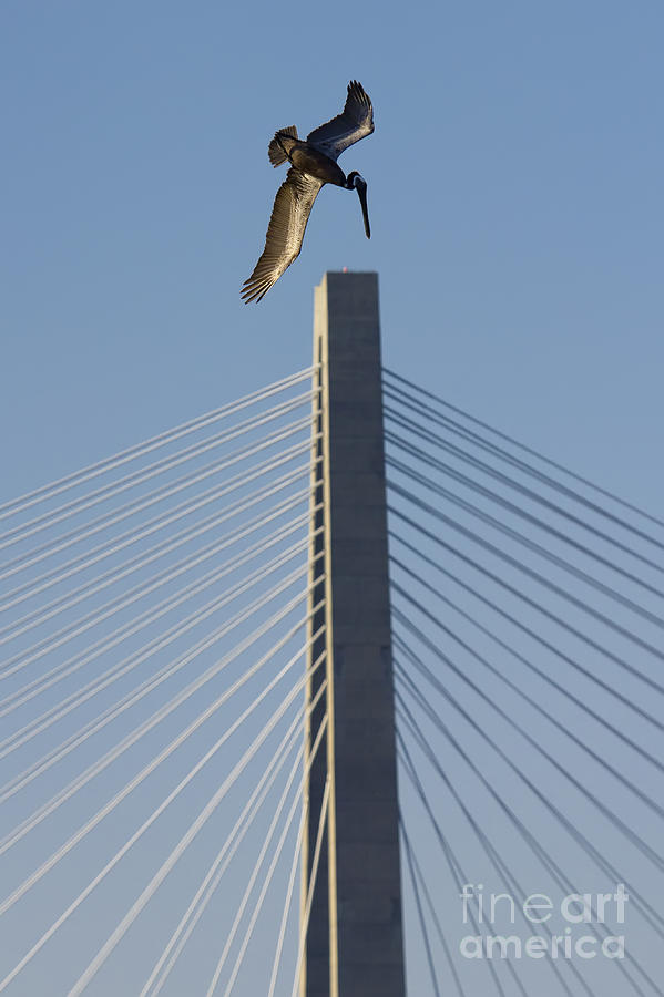 Pelican Diving Arthur Ravenel Jr Bridge over the cooper river in Charleston South Carolina Photograph by Dustin K Ryan