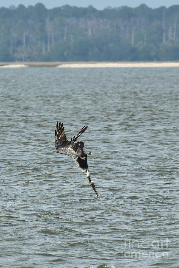 Pelican Diving for Fish by Cynthia Staley Pelican Diving for Fish by Cynthia Staley