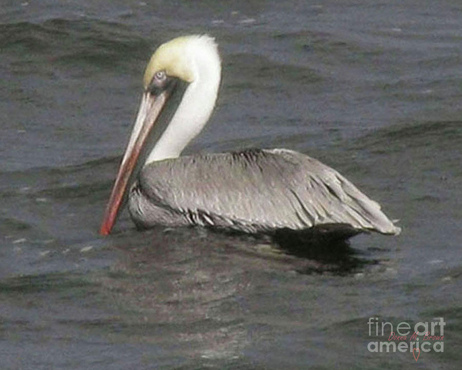 Pelican Photograph by Donna Brown