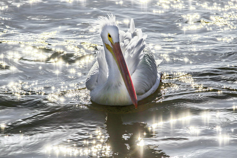 Pelican Dream Photograph by Ray Congrove