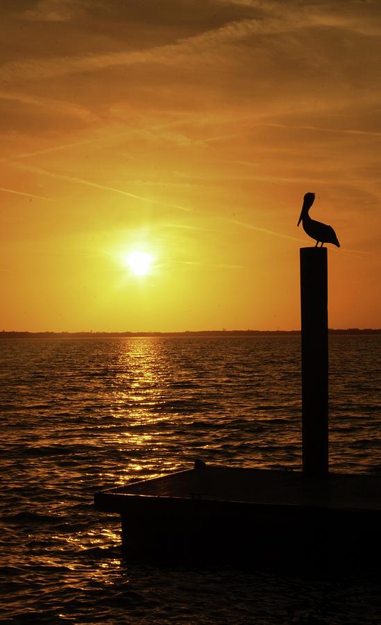 Pelican Dream Photograph by Stoney Lawrentz
