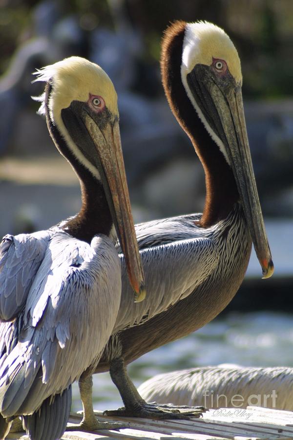 Pelican Duo Photograph by Dodie Ulery