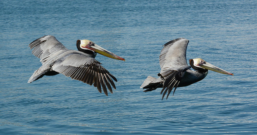 Pelican Duo Photograph by Fraida Gutovich