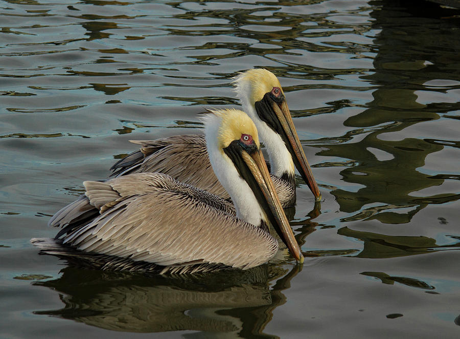 Pelican Duo Photograph by Jean Noren