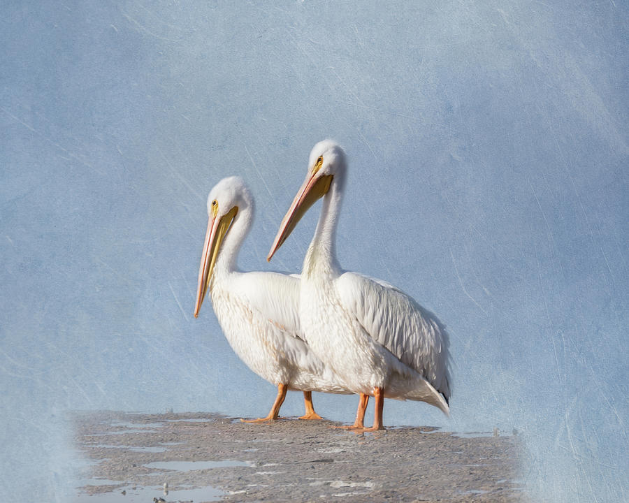Pelican Photograph - Pelican Duo by Kim Hojnacki