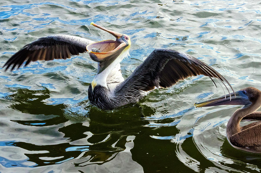 Pelican eating fish Photograph by Wolfgang Stocker