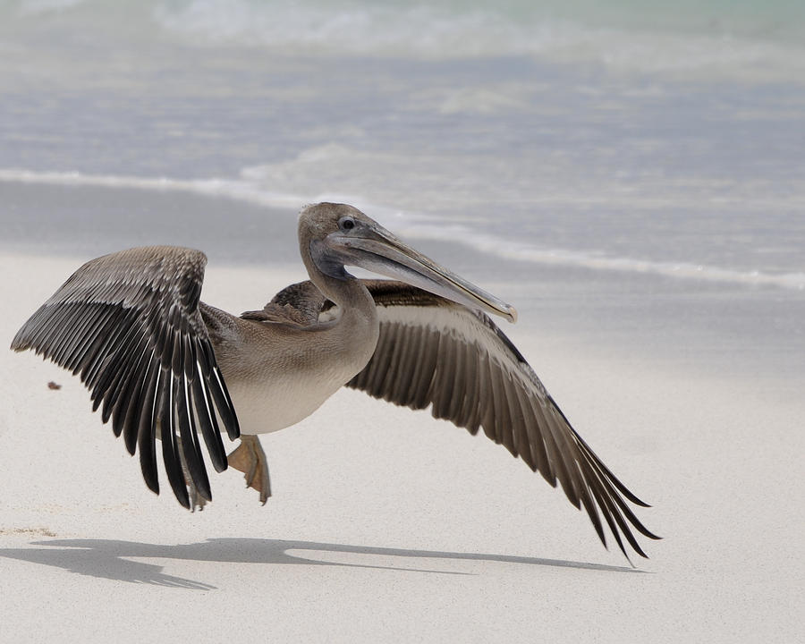 Pelican Photograph by Elaine Forsey - Fine Art America