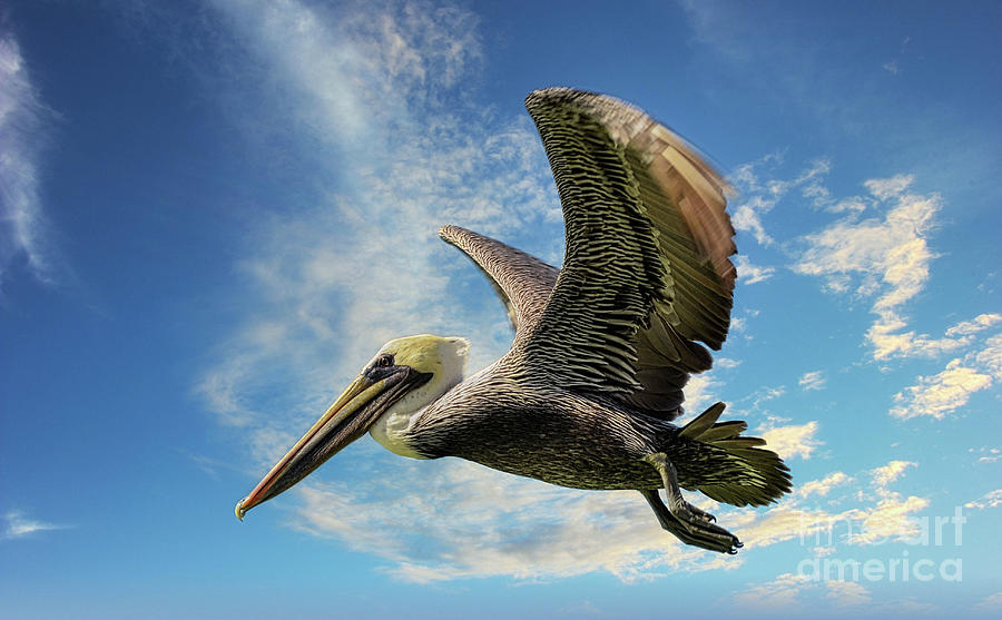  Brown Pelican Photograph by Elaine Manley