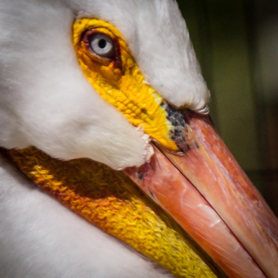 Pelican Face Photograph By Deb Henman Fine Art America