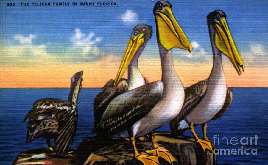 Pelican Family  Vintage Postcard Digital Art