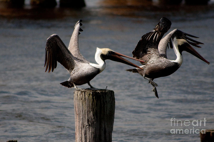 Pelican Photograph - Pelican Fight by Michael Herb