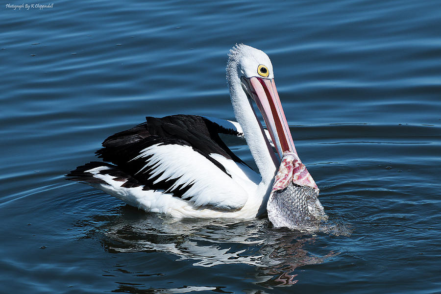 Pelican fishing 6661 Photograph by Kevin Chippindall