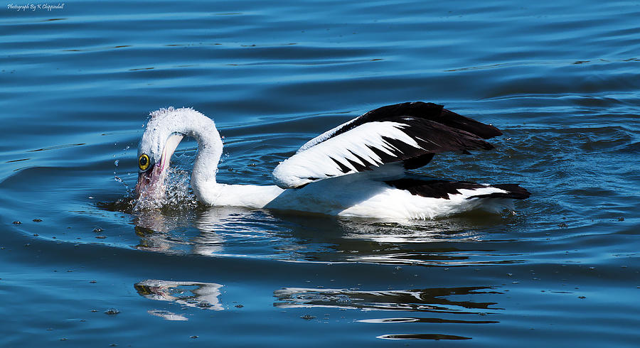 Pelican fishing 6662 Photograph by Kevin Chippindall