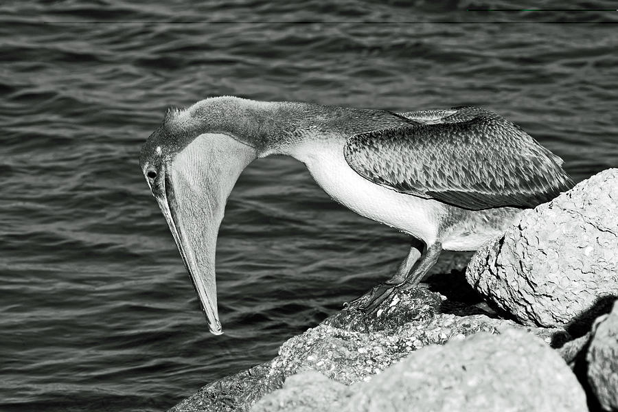Pelican Fishing  Photograph by Sally Weigand