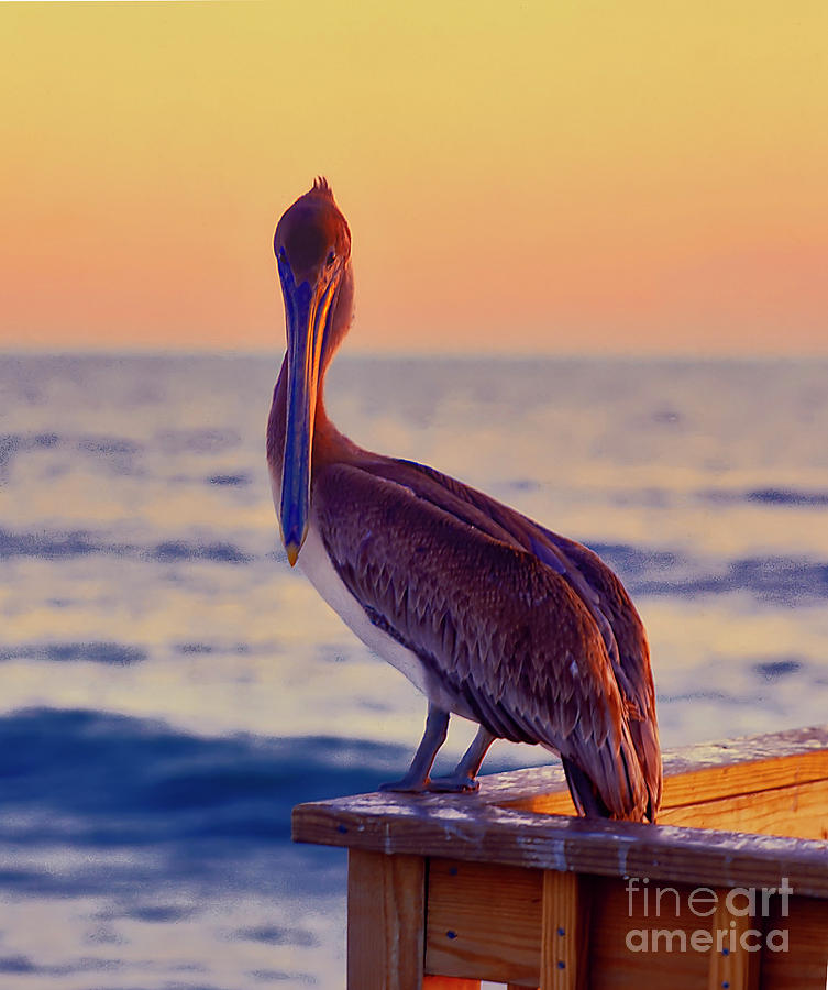 pelican, Florida, pier, ocean Photograph by Tom Jelen