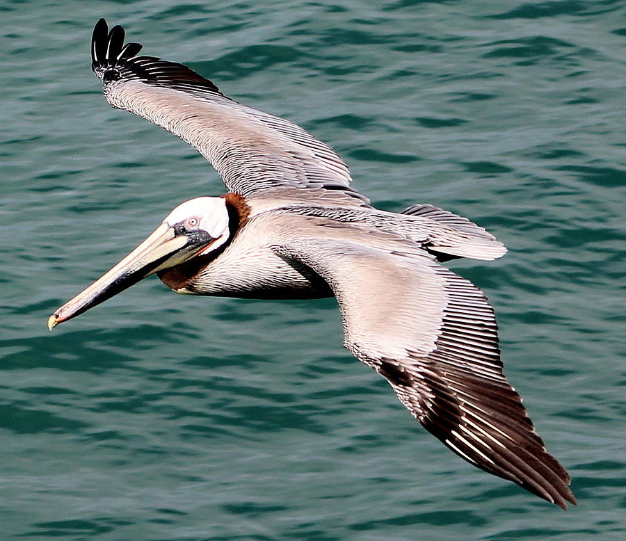 Pelican Flight 2 Photograph Photograph by Kimberly Walker