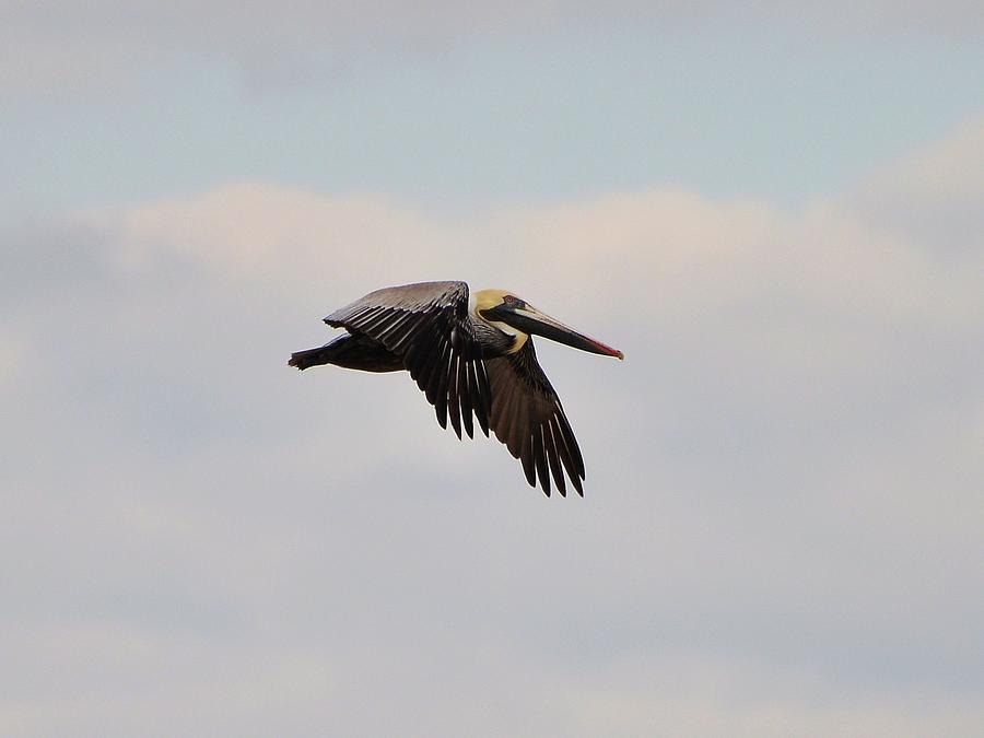 Pelican Photograph - Pelican Flight by Al Powell Photography USA