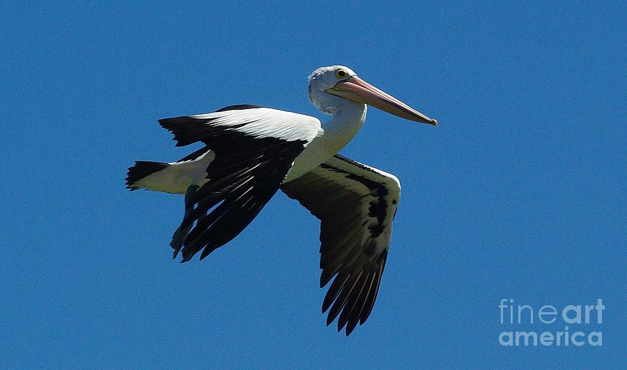 Pelican Flight Photograph by Blair Stuart