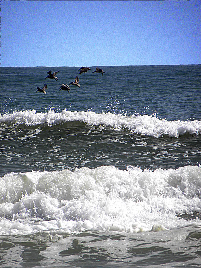 Pelican Flight   Photograph by Christopher Mercer