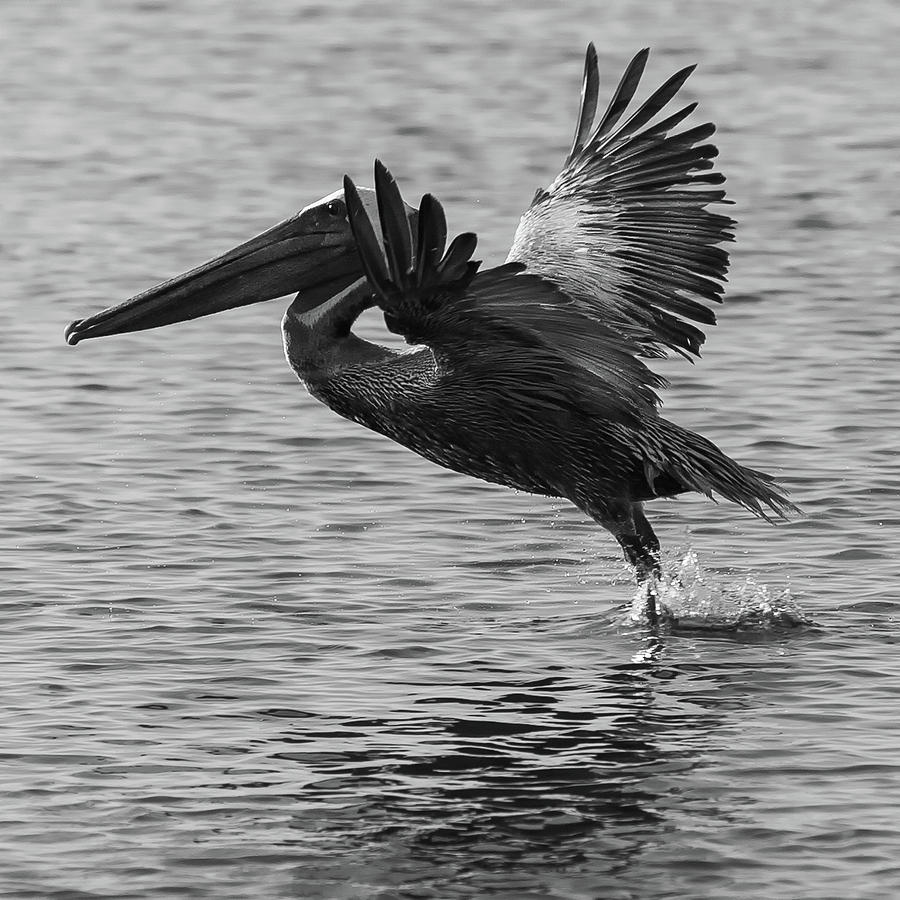 Pelican Flight Photograph by Dillon Kalkhurst