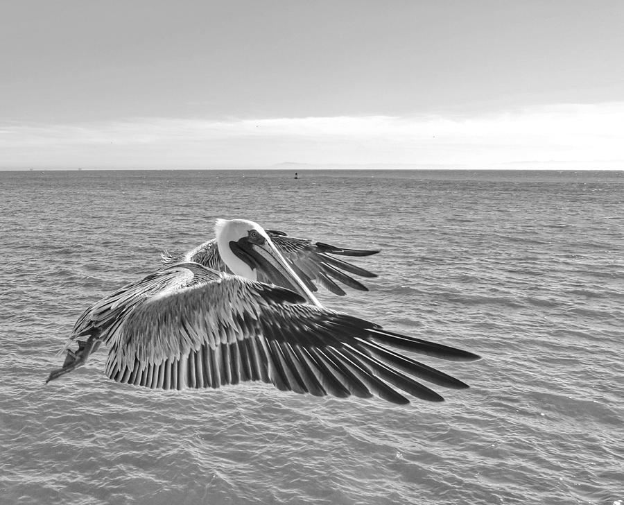 Pelican Flight Photograph by Doris Aguirre