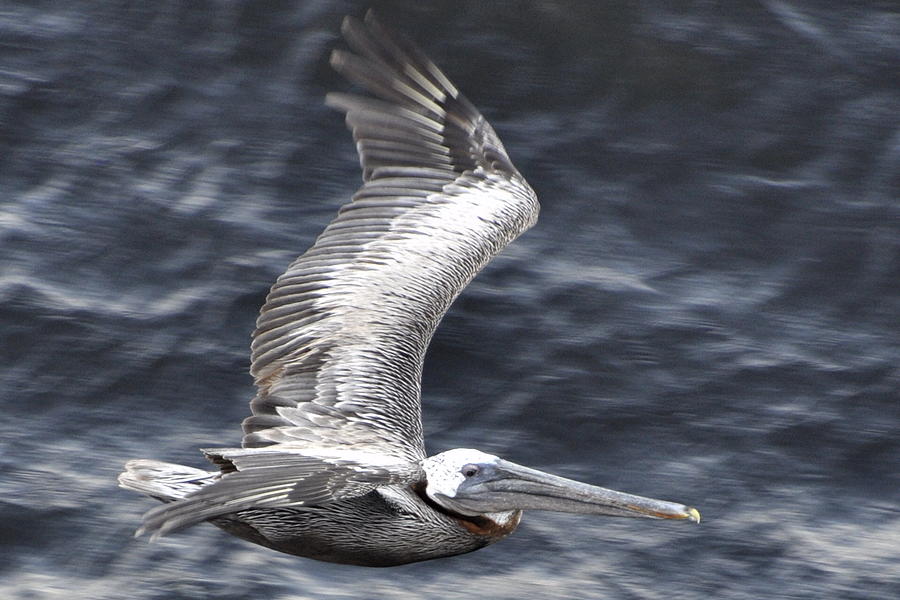 Pelican Flight Photograph by Glenn Gordon