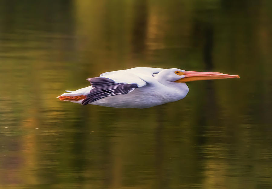 Pelican Flight in Early Morning Light Photograph by Marc Crumpler