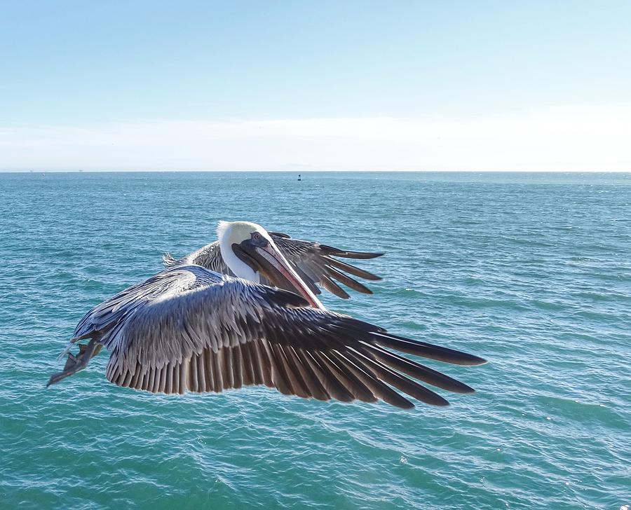 Pelican Flight in Full Color Photograph by Doris Aguirre