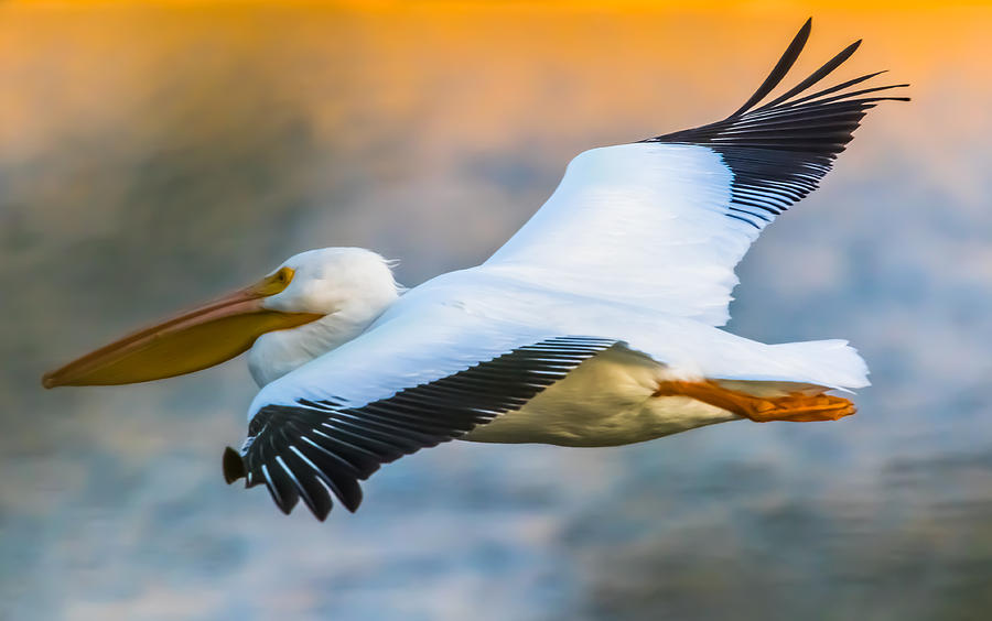Wildlife Photograph - Pelican Flight by Marc Crumpler