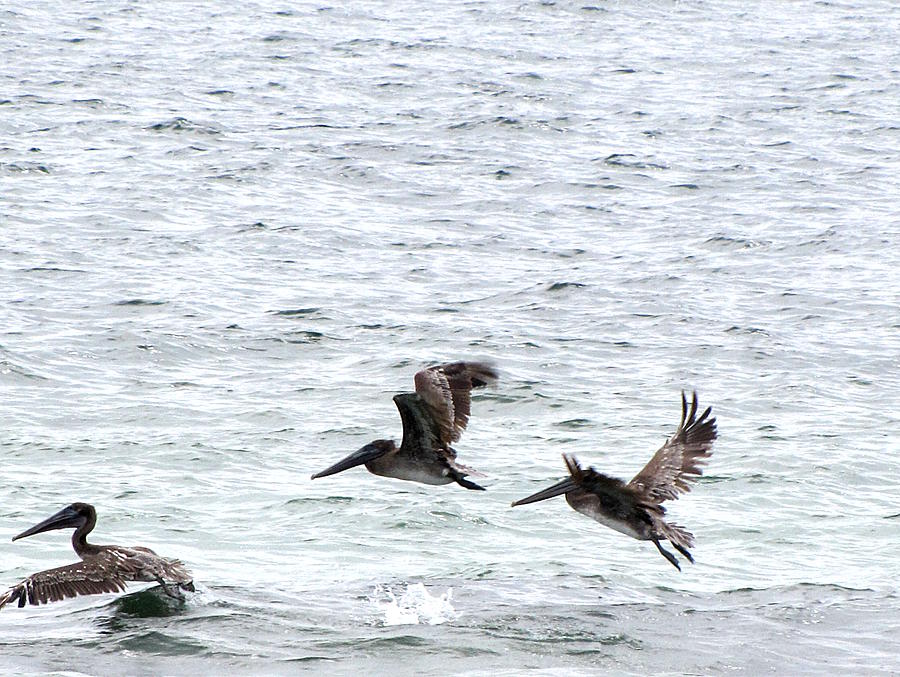 Pelican Flight of three   Photograph by Christopher Mercer