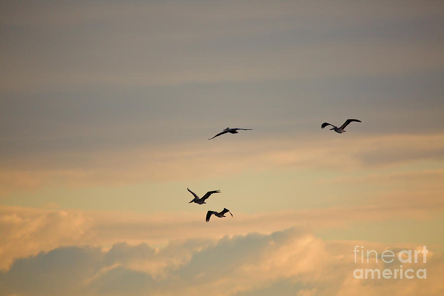 Pelican Flight Photograph by Rachel Morrison
