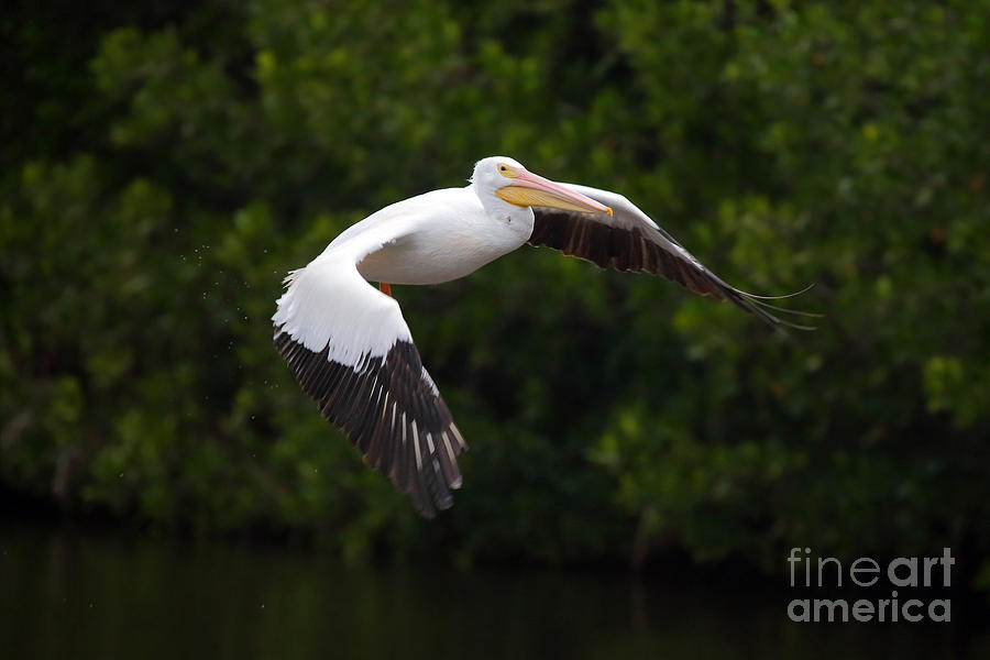 Nature Photograph - Pelican Flight by Rick Mann