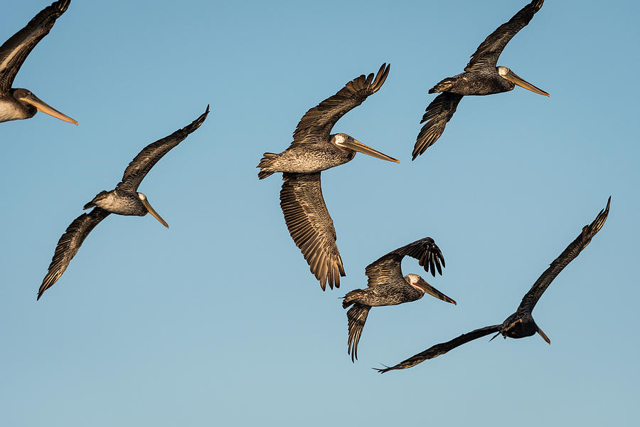 Pelican Flight Photograph by Robert Potts