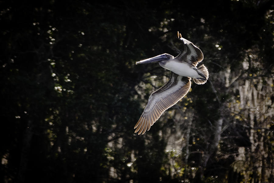 Pelican Flight Photograph by Scott Heister