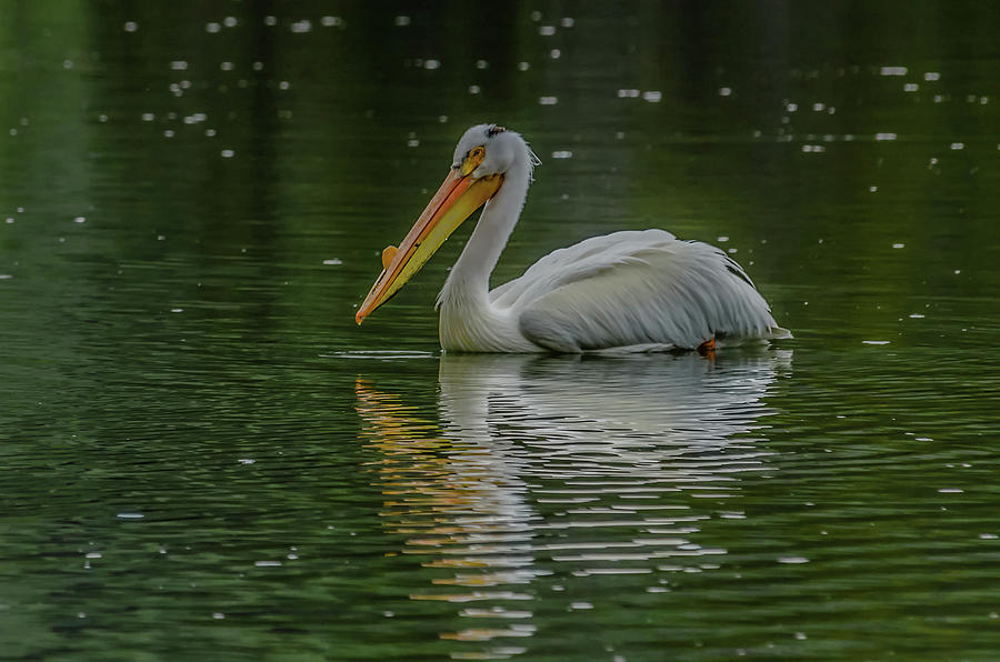 Pelican Float Photograph by Yeates Photography