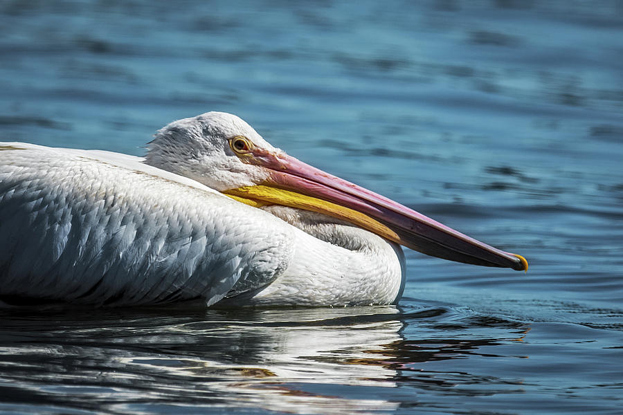 Pelican Floating by Photograph by Paul Freidlund