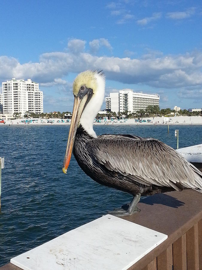 Pelican -Florida Photograph by Adrian De Leon Art and Photography