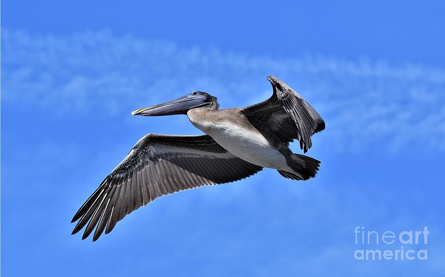 Pelican Fly By Photograph by Julie Adair