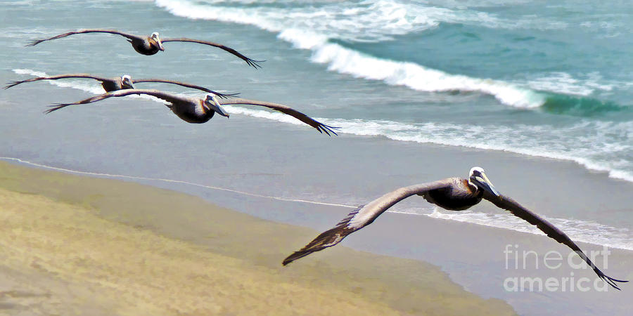 Pelican Fly-by Digital Art by L J Oakes