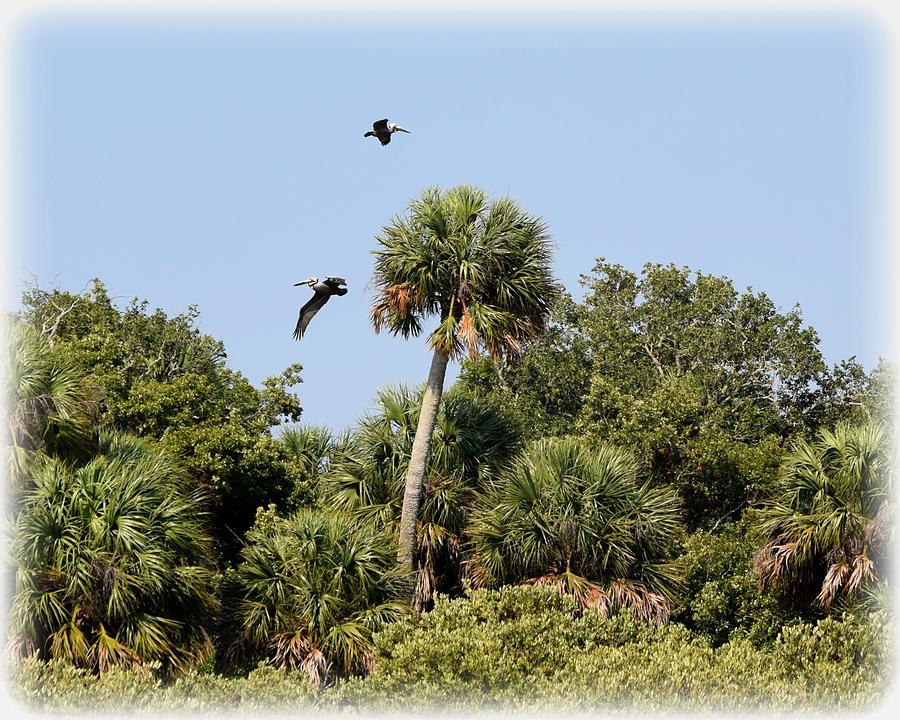 Pelican Flyby  Photograph by Sheri McLeroy