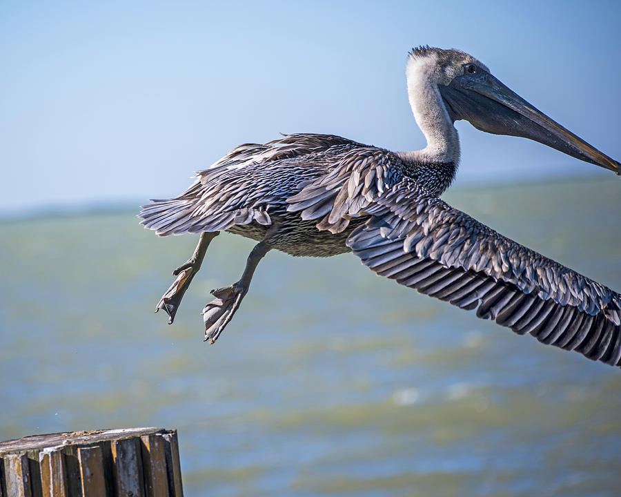 Pelican Flying Away Key Largo Florida Photograph by Toby McGuire