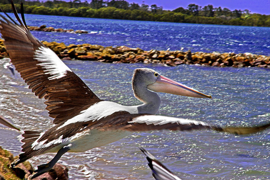 Pelican Photograph - Pelican Flying Away by Miroslava Jurcik