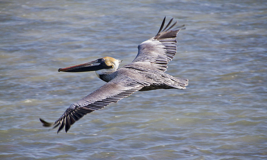 Pelican Flying Photograph by Bob Slitzan